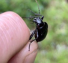 Carabus goryi