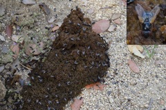 Ulidia apicalis