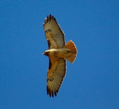 Buteo jamaicensis