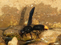 Synagris