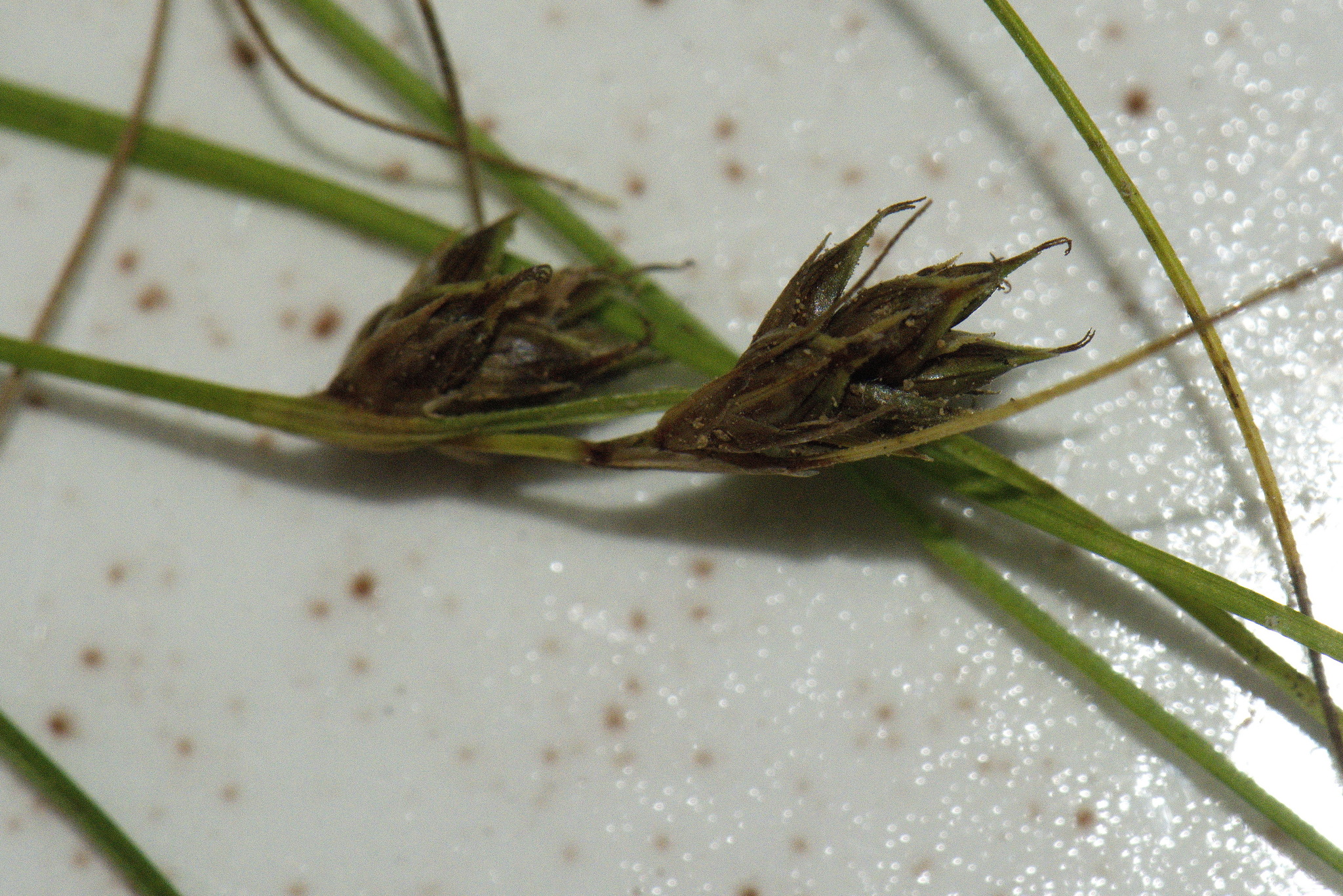 Carex inversa