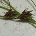 Carex inversa - Photo (c) Pat Enright,  זכויות יוצרים חלקיות (CC BY-NC), הועלה על ידי Pat Enright