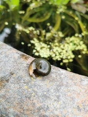 Planorbarius corneus