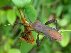Pseudomictis distinctus