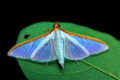Cydalima