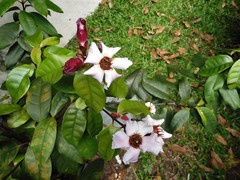 Strophanthus gratus