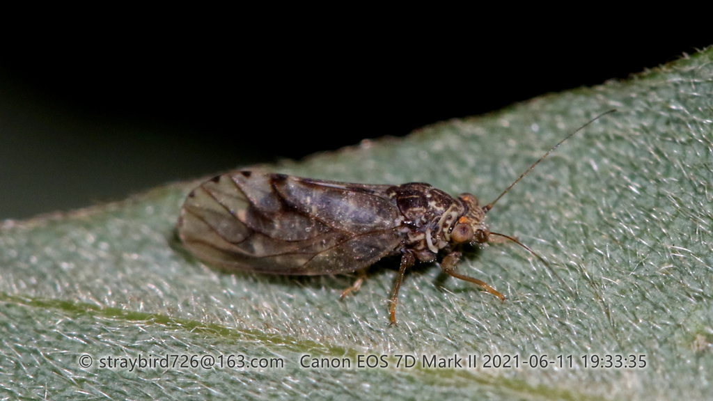 Cyamophila willieti