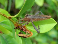 Pseudomictis distinctus