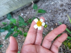 Bidens alba