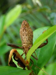 Pseudomictis distinctus