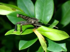 Pseudomictis distinctus