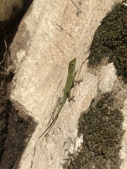 Anolis evermanni