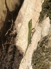 Anolis evermanni