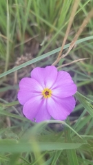 Phlox roemeriana