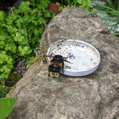 Bombus terrestris