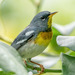 Northern Parula - Photo (c) bwood708, some rights reserved (CC BY-NC), uploaded by bwood708