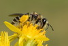 Paahaumaa Nesocolletes - Photo (c) Dianne Clarke, some rights reserved (CC BY-NC), uploaded by Dianne Clarke
