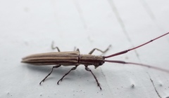 Hippopsis lemniscata