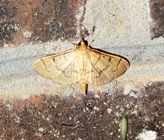Herpetogramma theseusalis
