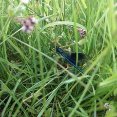 Calopteryx splendens