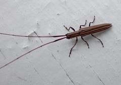 Hippopsis lemniscata