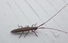 Hippopsis lemniscata