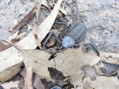 Morebilus plagusius