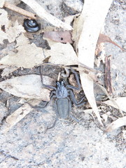 Morebilus plagusius