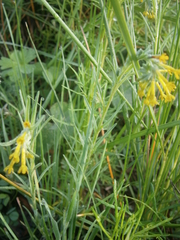 Lithospermum strictum
