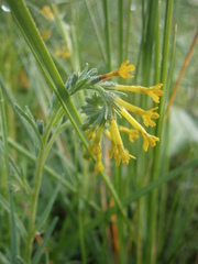 Lithospermum strictum