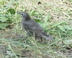 Sturnus vulgaris