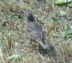Sturnus vulgaris