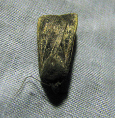 Agrotis segetum