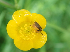 Athalia cordata