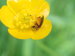Athalia cordata