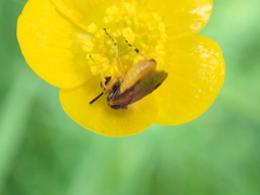 Athalia cordata