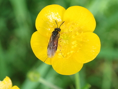 Athalia cordata