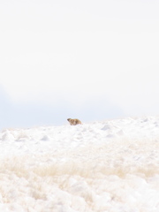 Marmota