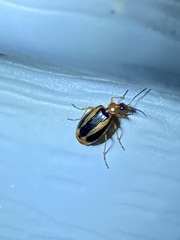 Lebia solea