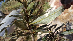 Eriodictyon trichocalyx lanatum