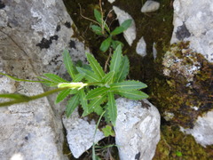 Biscutella valentina