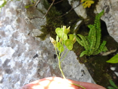 Biscutella valentina