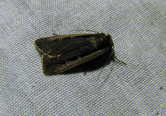 Ochropleura