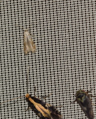 Bucculatrix bechsteinella