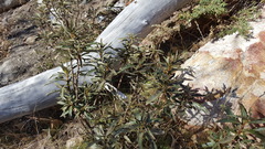 Eriodictyon trichocalyx lanatum