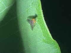 Chrysopilus quadratus