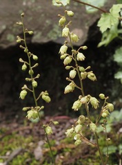 Heuchera alba