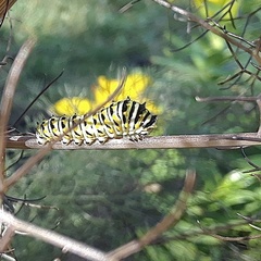 Papilio polyxenes