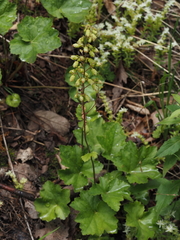 Heuchera alba