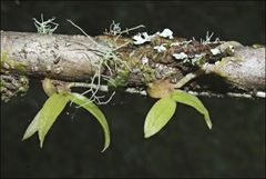 Sarcochilus australis